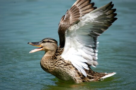 Nature animal fauna
