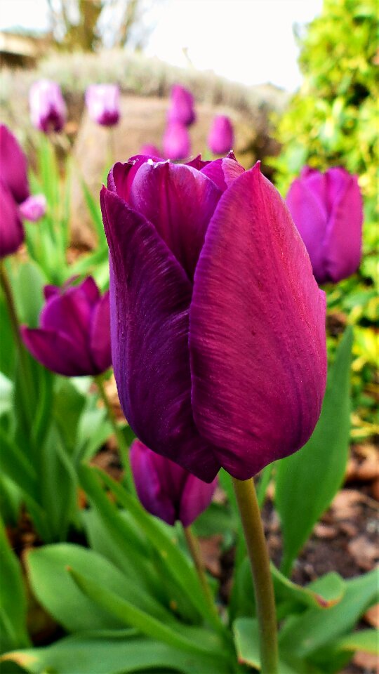Garden leaf tulip