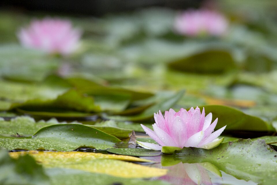 Flower aquatic plants summer