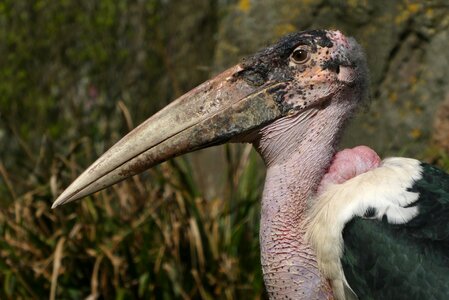 Blijdorp rotterdam wildlife