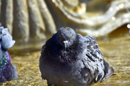 Ave source plumage