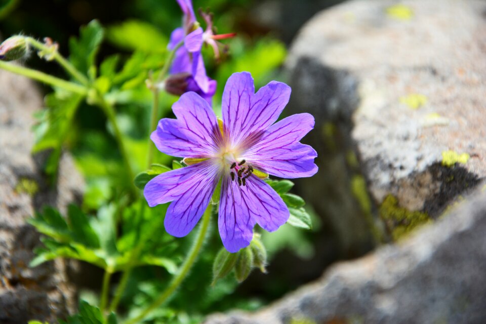 Spring plant purple