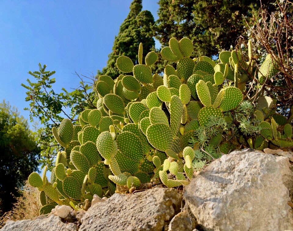 Thorny outdoors spike