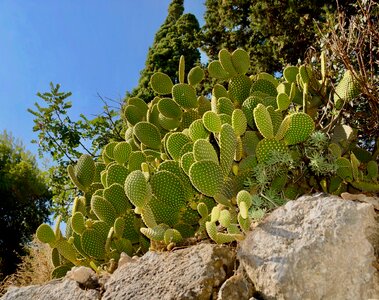 Thorny outdoors spike