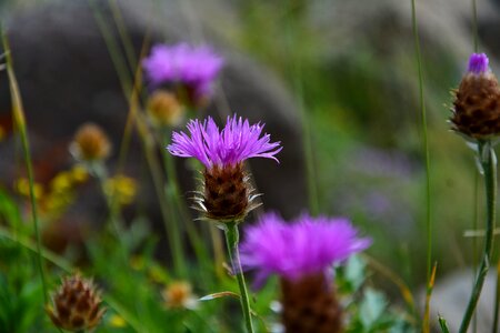 Spring plant purple