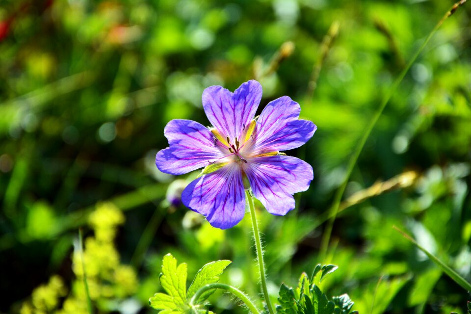 Spring plant purple