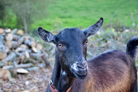 Clipper green bushman domestic animal photo