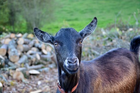 Goat clipper green bushman domestic animal photo