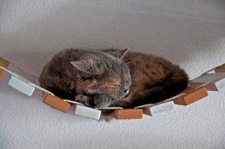 Animal selkirk rex british shorthair