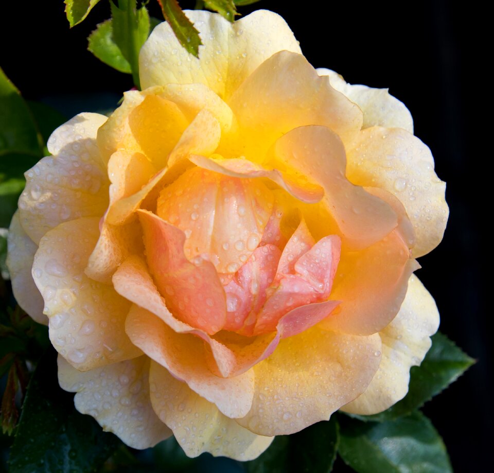Yellow ornamental plant bloom