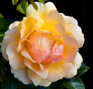 Yellow ornamental plant bloom