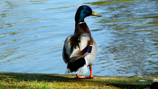 Body of water feathers duck