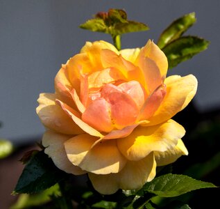 Yellow ornamental plant bloom photo