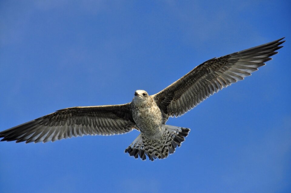 Bird wildlife nature