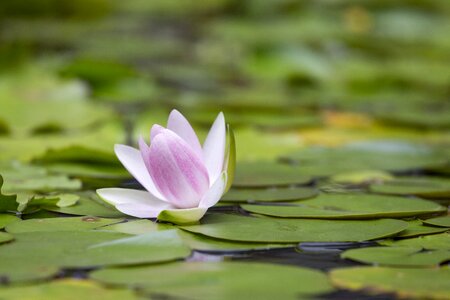 Flower aquatic plants summer