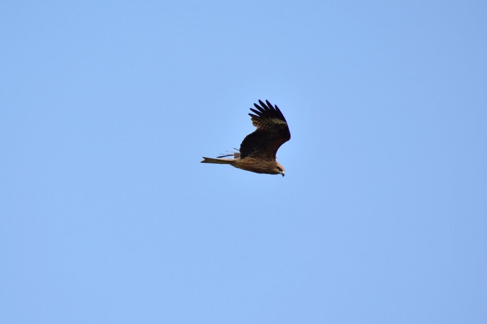 Wild birds raptor video