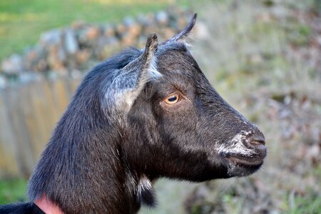 Ruminant clipper green bushman photo