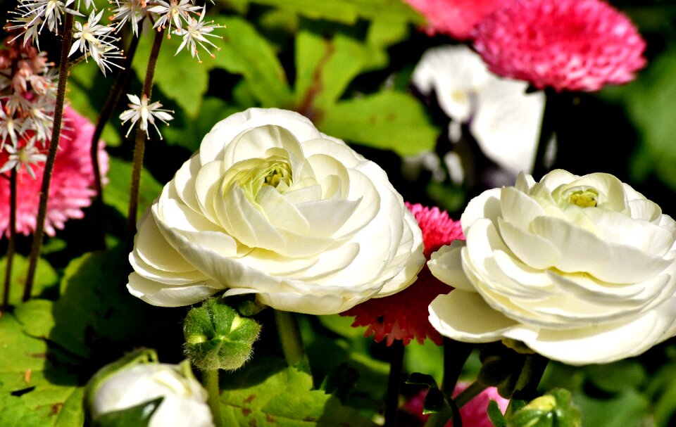 Bloom schnittblume petals