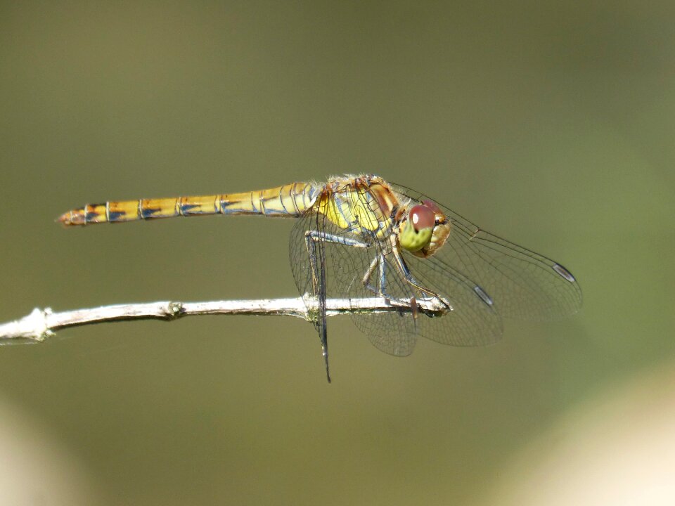 Winged insect cordulegaster boltonii branch