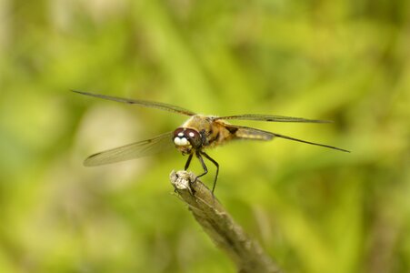 Dragonfly nature grass