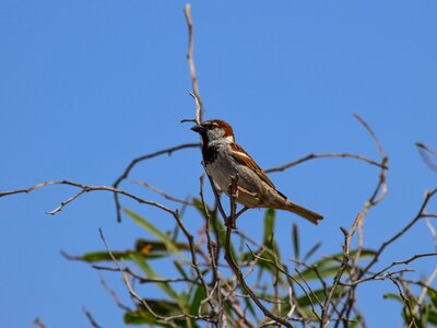 Animal sparrow tree photo