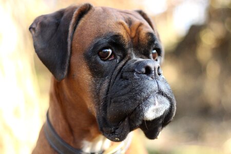 Bokeh pets animals
