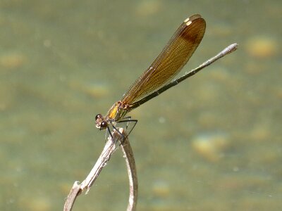 Pond damselfly wetland