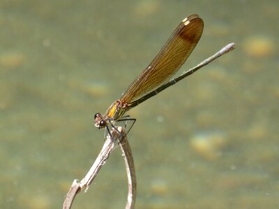 Pond damselfly wetland photo