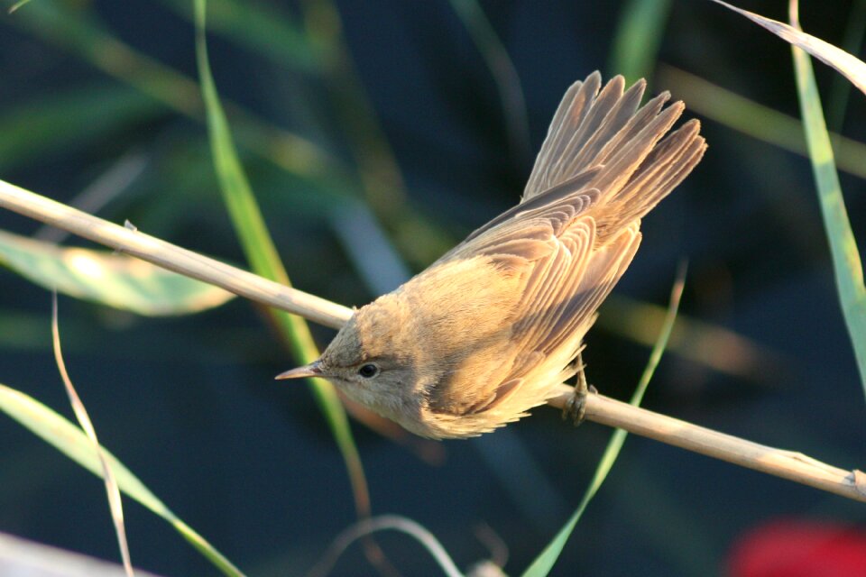 Animals acrocephalus scirpaceus eurasian reed warbler