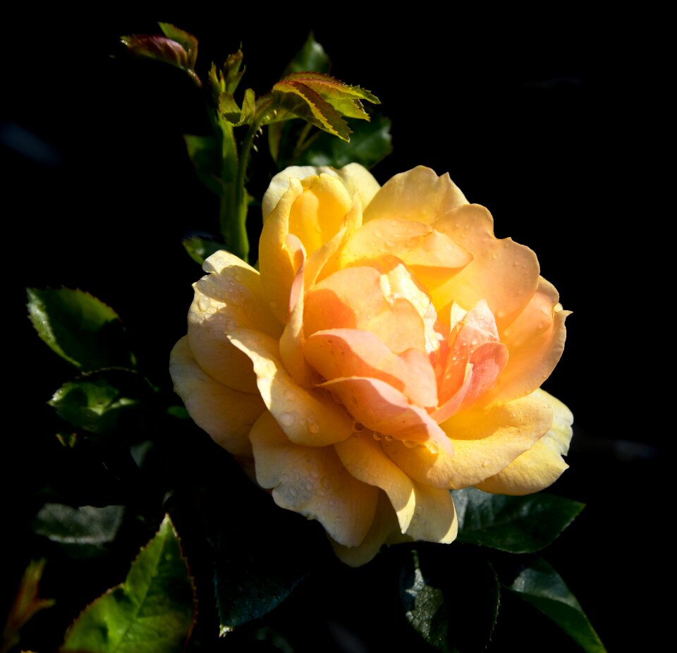 Yellow ornamental plant bloom