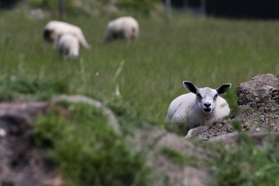 Animal animals white sheep