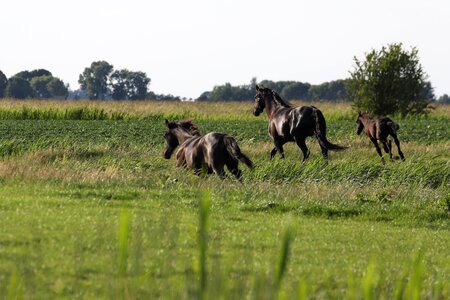 Nature animal animals