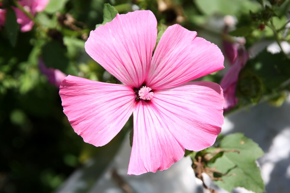 Balcony plant plant close up
