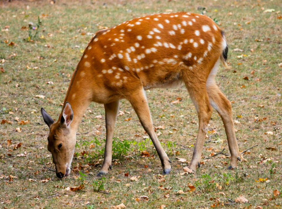 Roe deer scheu hirsch