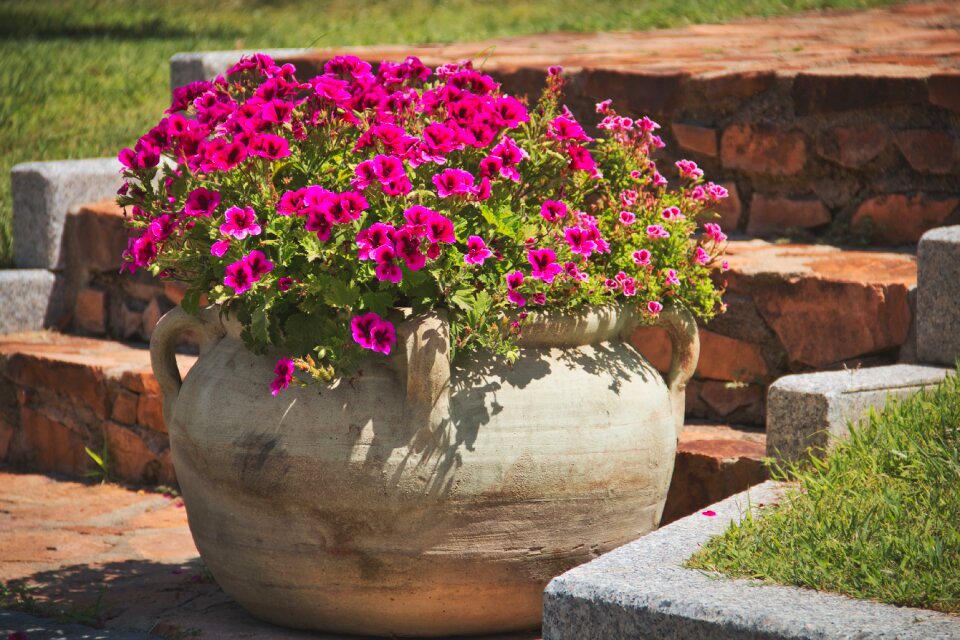 Nature pot blossom