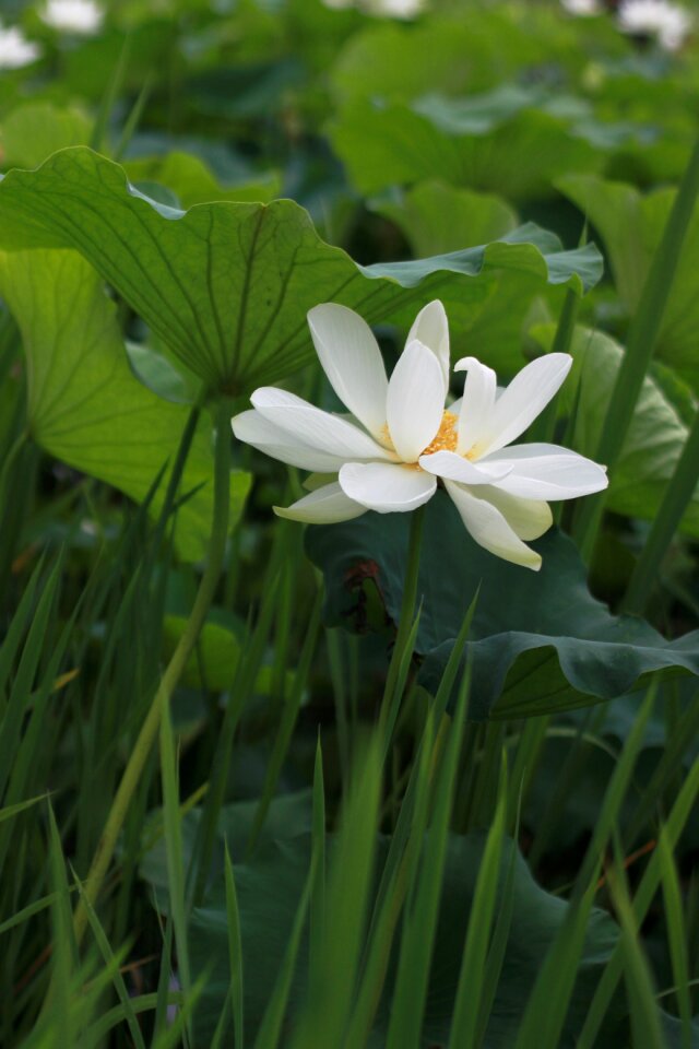 Nature flowers plants