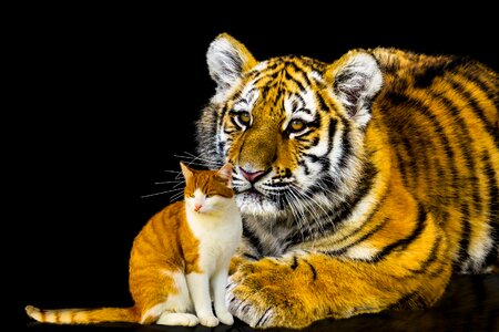 Big cat domestic cat predator photo