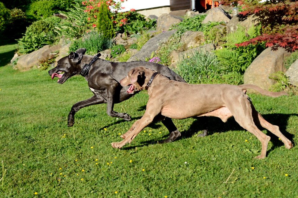 Dog run great dane weimaraner photo