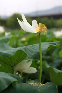 Nature flowers plants