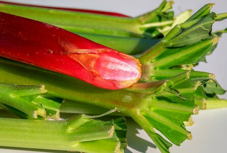 Sour harvested rhubarb curled rhabarber
