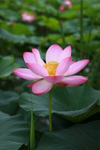 Nature flowers plants