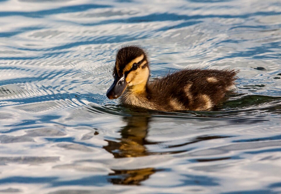 Animal bird water bird