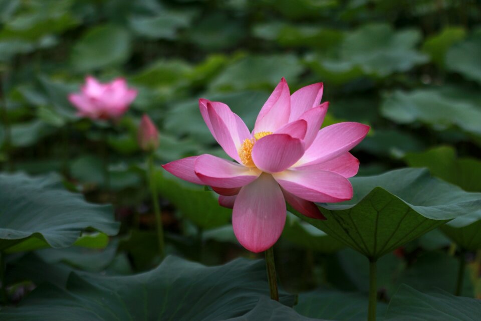 Flowers plants pond plants
