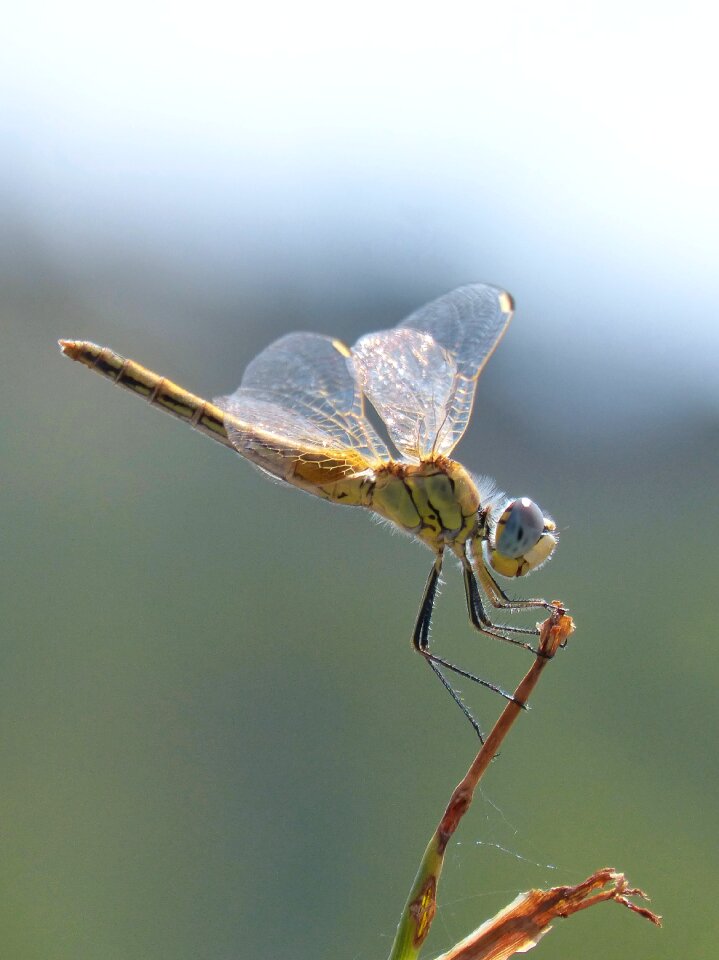Detail winged insect cordulegaster boltonii