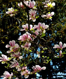 Bloom pink tree photo