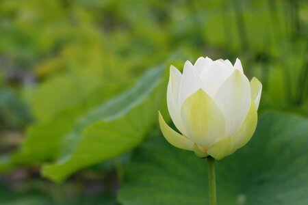 Nature flowers plants