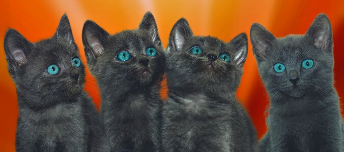 Grey kitten animal