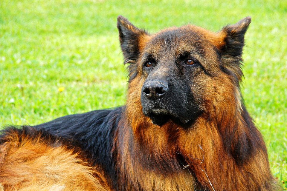 Police dog male animals