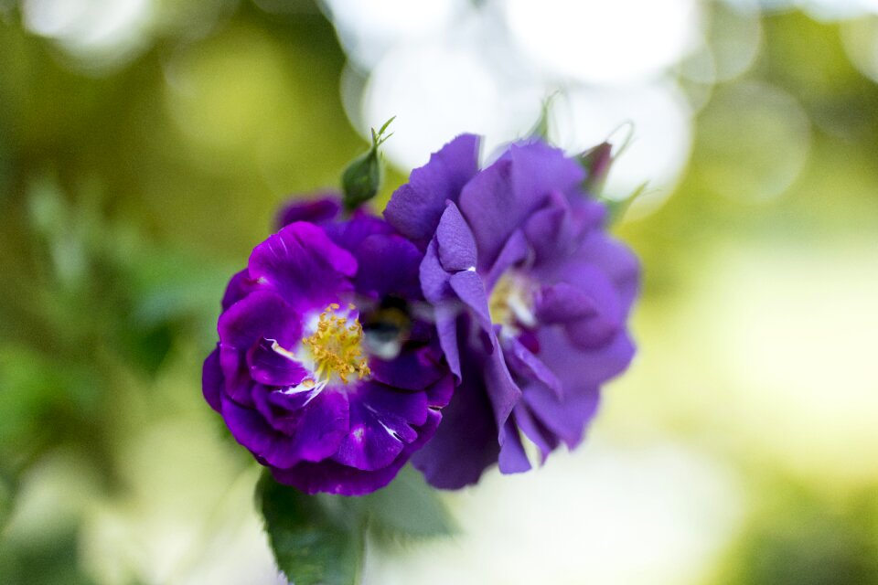 Romantic nature rose bloom