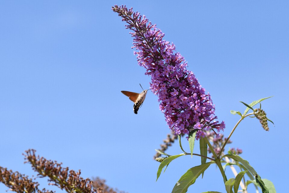 Insect wildlife flower